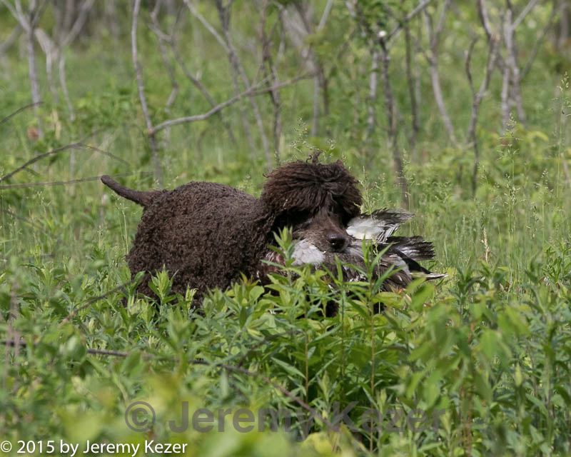 20150526-wcl-0033.jpg