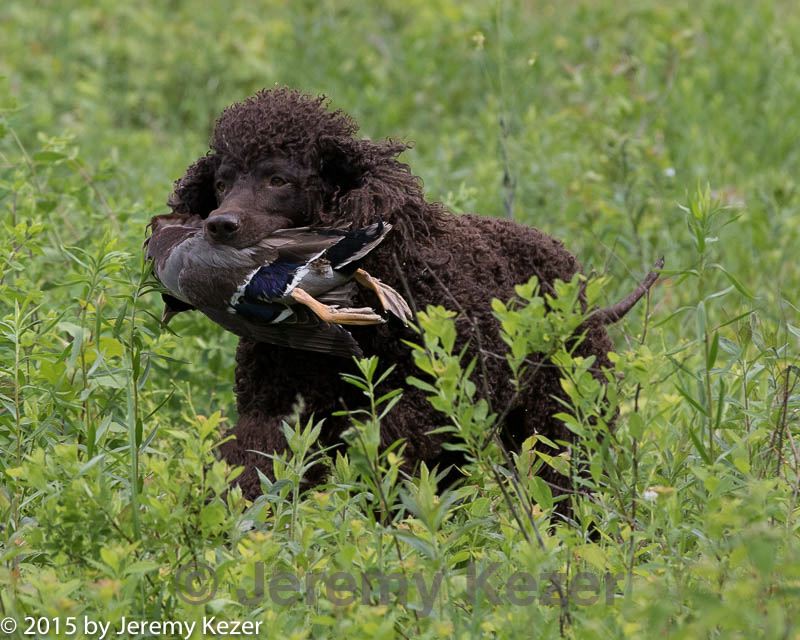 20150526-wcl-0150.jpg
