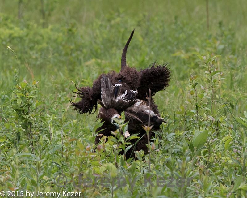 20150526-wcl-0247.jpg