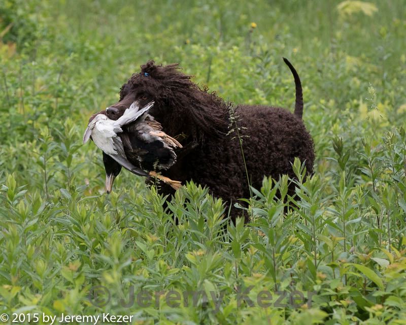 20150526-wcl-0252.jpg