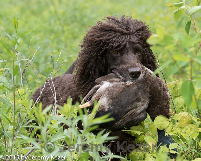 20150526-wcl-0325.jpg