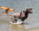 20150822-awd-0334