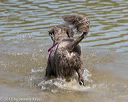 20150822-awd-0337