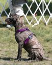 20150822-awd-0364