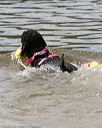 20150822-cwd-0044