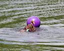 20150823-wwd-0033