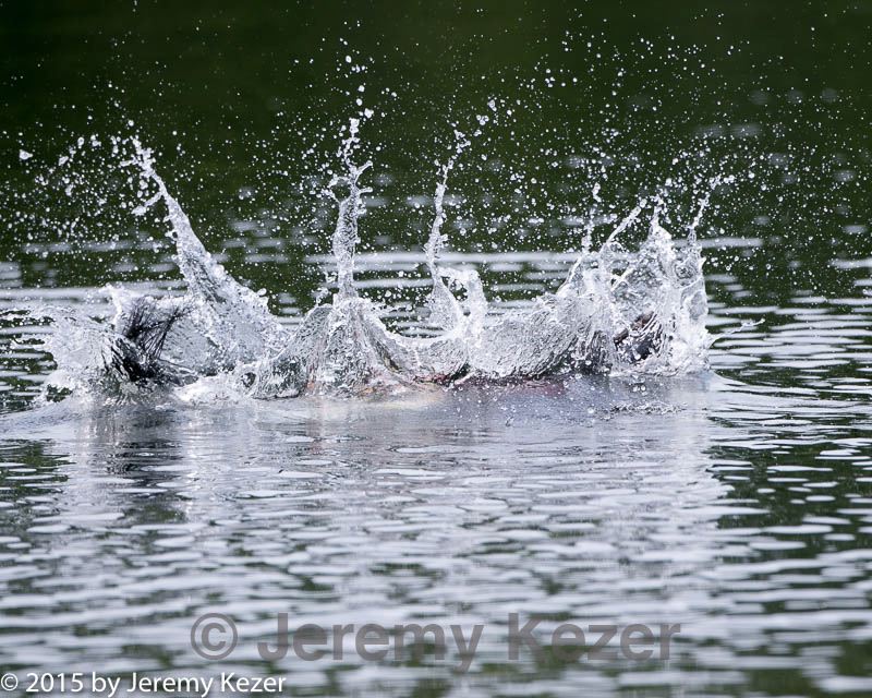 20150829-cwd-0095.jpg