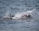 20150829-wwd-0051