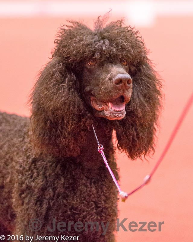 20161215-rc-0058.jpg