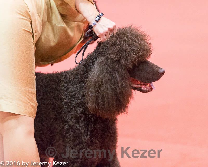 20161216-rc-0226.jpg