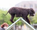 20170426-ag-0926