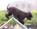 20170426-ag-0927