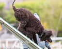20170426-ag-0758