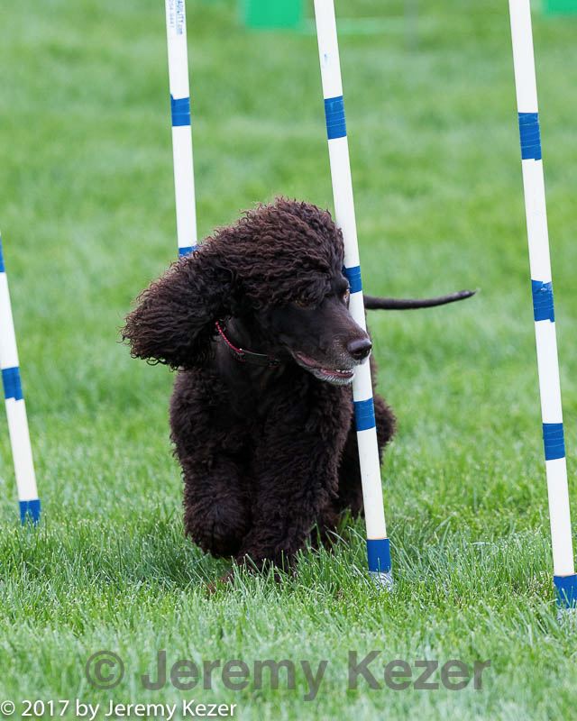 20170426-ag-1035.jpg