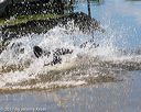 20170819-awd-0116