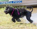 20170819-awd-0149