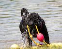 20170819-awd-0175