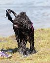 20170819-awd-0221