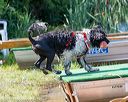 20170819-awd-0279