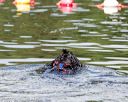 20170819-awd-0431