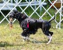 20170819-awd-0520