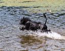 20170819-awd-0590