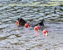 20170819-cwd-0446