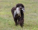 20180723-wcl-0088