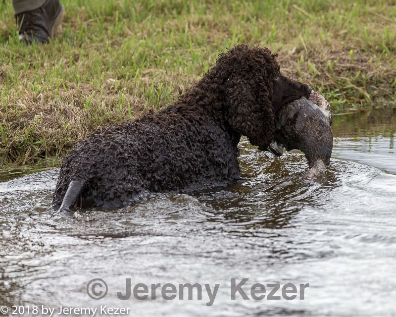 20180723-wcl-0037.jpg