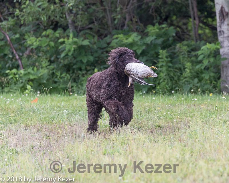 20180723-wcl-0076.jpg