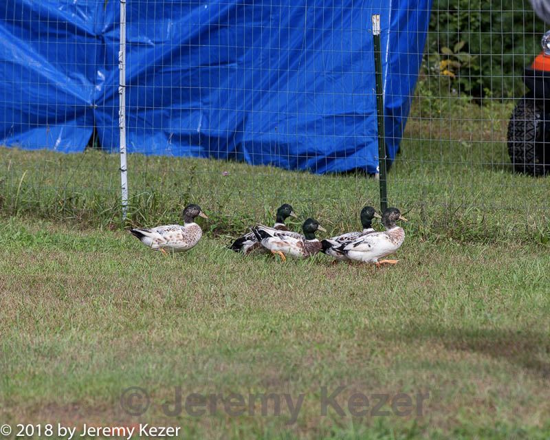 20180922-cca-1114.jpg
