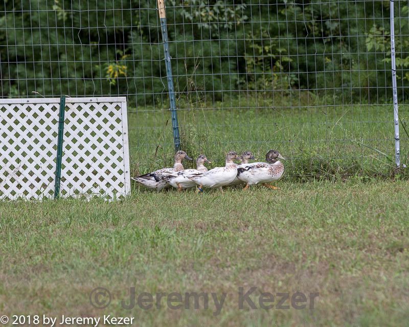 20180922-cca-1152.jpg