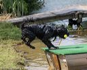 20190817-awd-0039