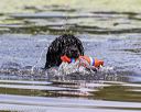20190818-awd-0058