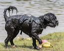 20190818-awd-0430
