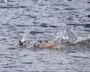 20260830-CWD-0281