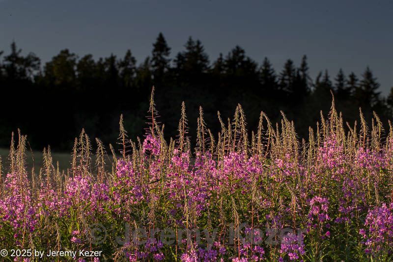20180707-0180.jpg