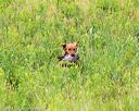 20140713-jhl-0397