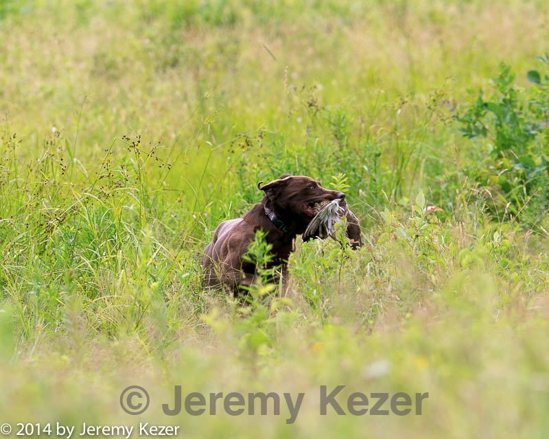20140713-jhl-0183.jpg