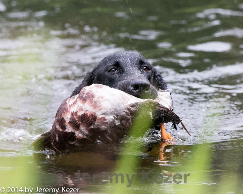 20140713-shw-0186.jpg