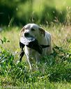 20140810-shl-0168