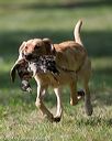 20140810-shl-0230