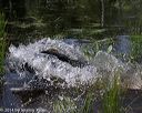 20140810-shw-0276