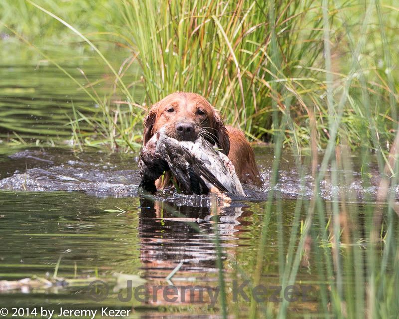 20140810-shw-0244.jpg