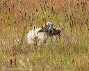 20141004-wcl-0124