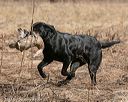 20150412-gshrc-0130