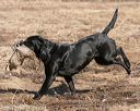 20150412-gshrc-0132