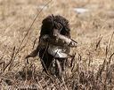 20150412-gshrc-0145