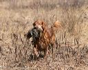 20150412-gshrc-0239