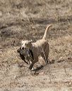 20150412-gshrc-0332